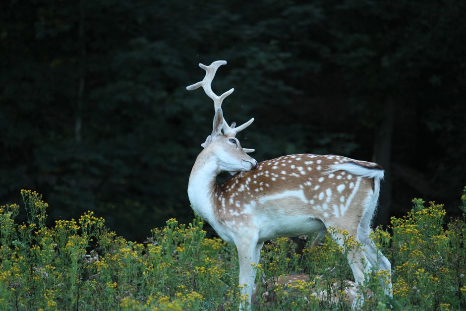 A spotted fallow deer stands gracefully in a lush, flowering meadow.