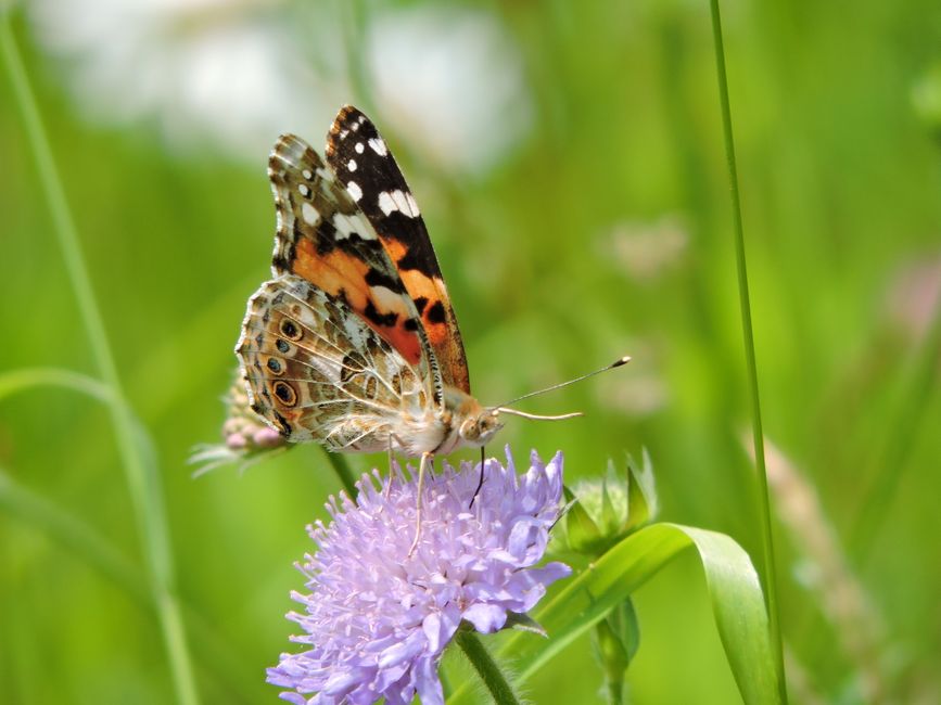 Close-up of a Painted Lady butterfly perched on a blooming purple flower in a vibrant green meadow.