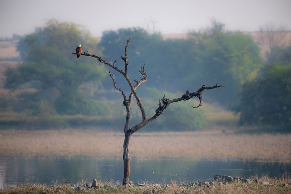A majestic fish eagle perches on a lone tree by a serene lake, showcasing serene natural beauty.