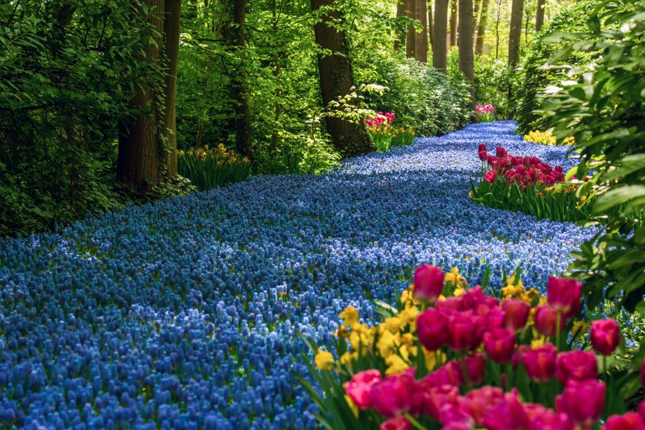 A serene forest path lined with vibrant tulips and hyacinths, evoking the beauty of spring.